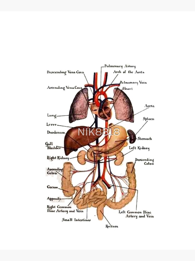 Human anatomy. by NIK8818