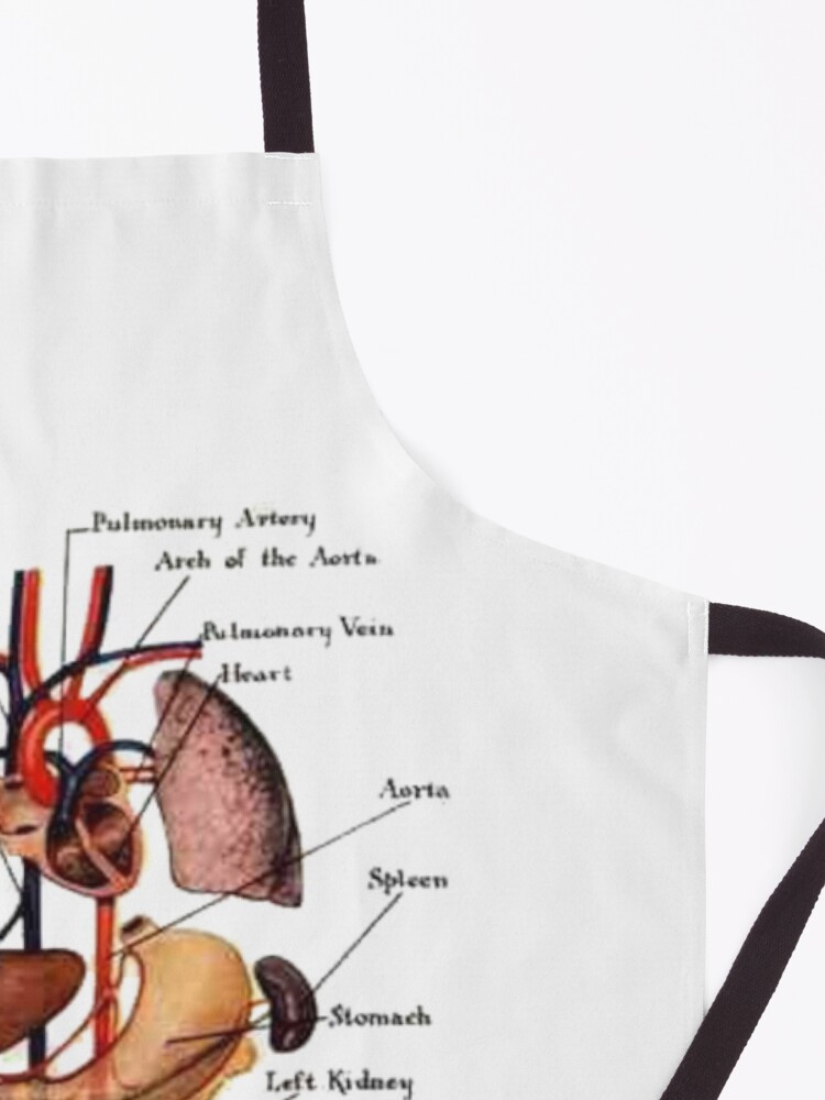 Alternate view of Human anatomy. Apron