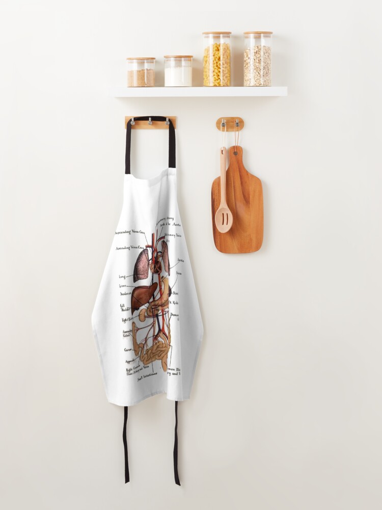 Alternate view of Human anatomy. Apron
