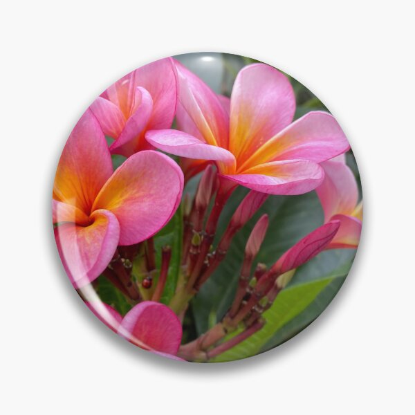 Item preview, Pink and Yellow Frangipani Flowers designed and sold by Sinemathk.
