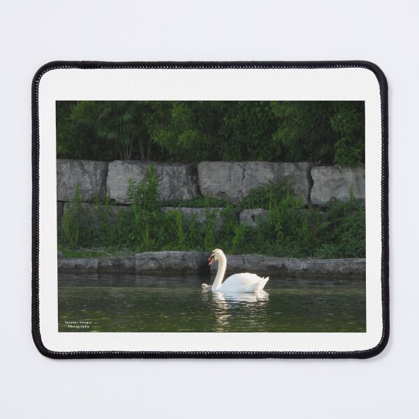 Item preview, Swan Swimming Symmetry-parents & Cygnet designed and sold by PhotosBySusanne.