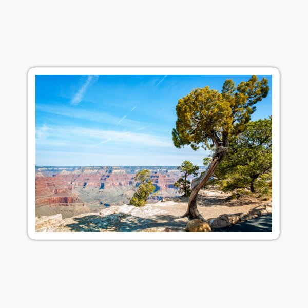 Windswept juniper tree at Hopi Point in Grand Canyon Sticker