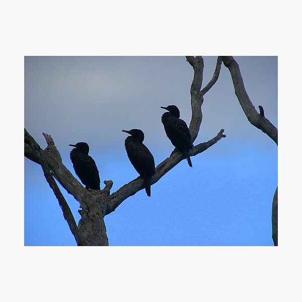 THREE Photographic Print