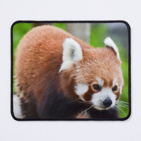 Item preview, Red Panda designed and sold by Ksswaden.