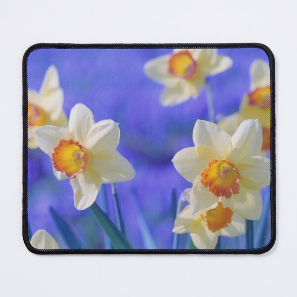 Item preview, Blue Hue Daffodil designed and sold by Debjaphotography.