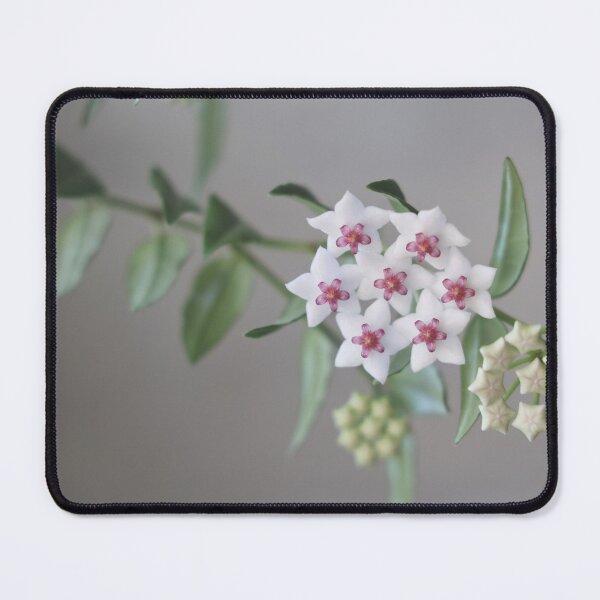 Item preview, Hoya Bella designed and sold by ztrnorge.