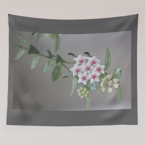 Item preview, Hoya Bella designed and sold by ztrnorge.