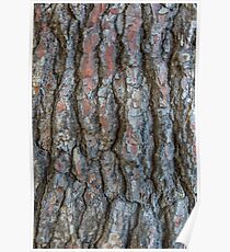 Tree bark Poster