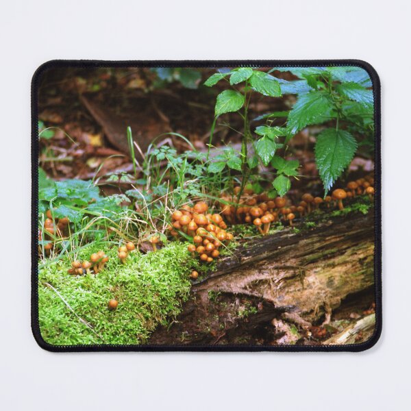 Item preview, Fallen tree mini ecosystem designed and sold by Debjaphotography.