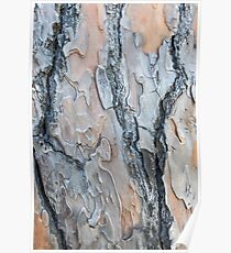 Tree bark Poster