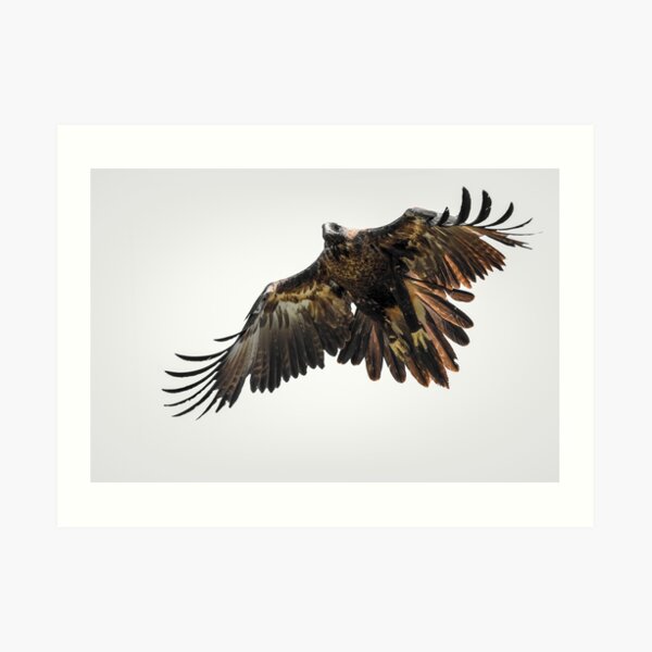 Wedge-tailed Eagle Art Print
