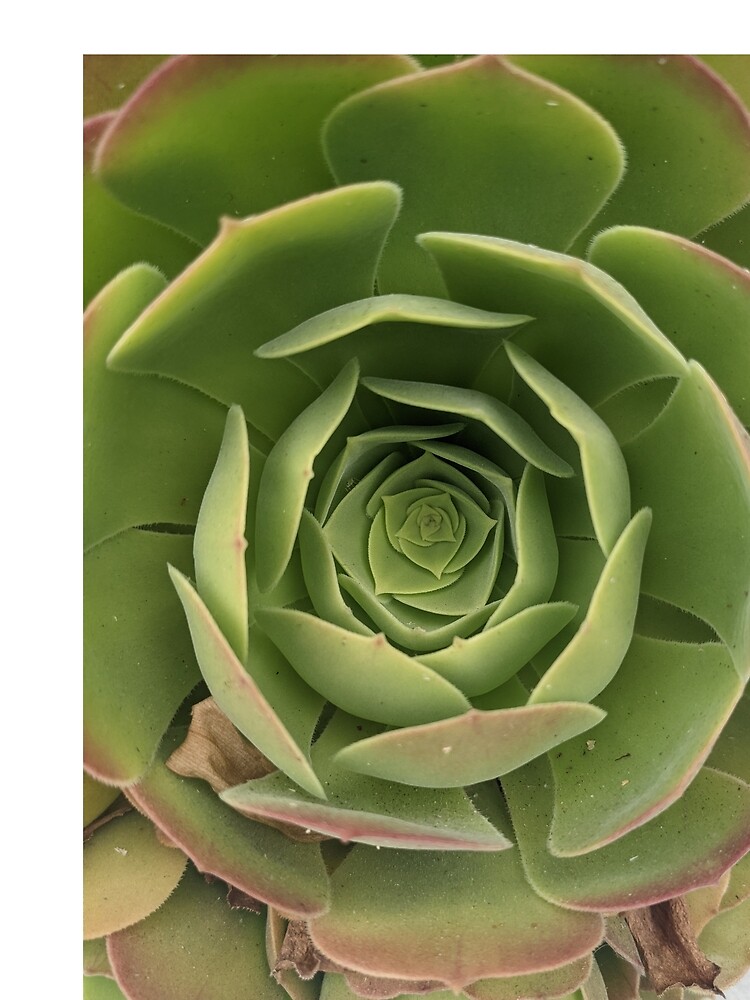 "Green is a happy color" Poster for Sale by Altdreamer Redbubble