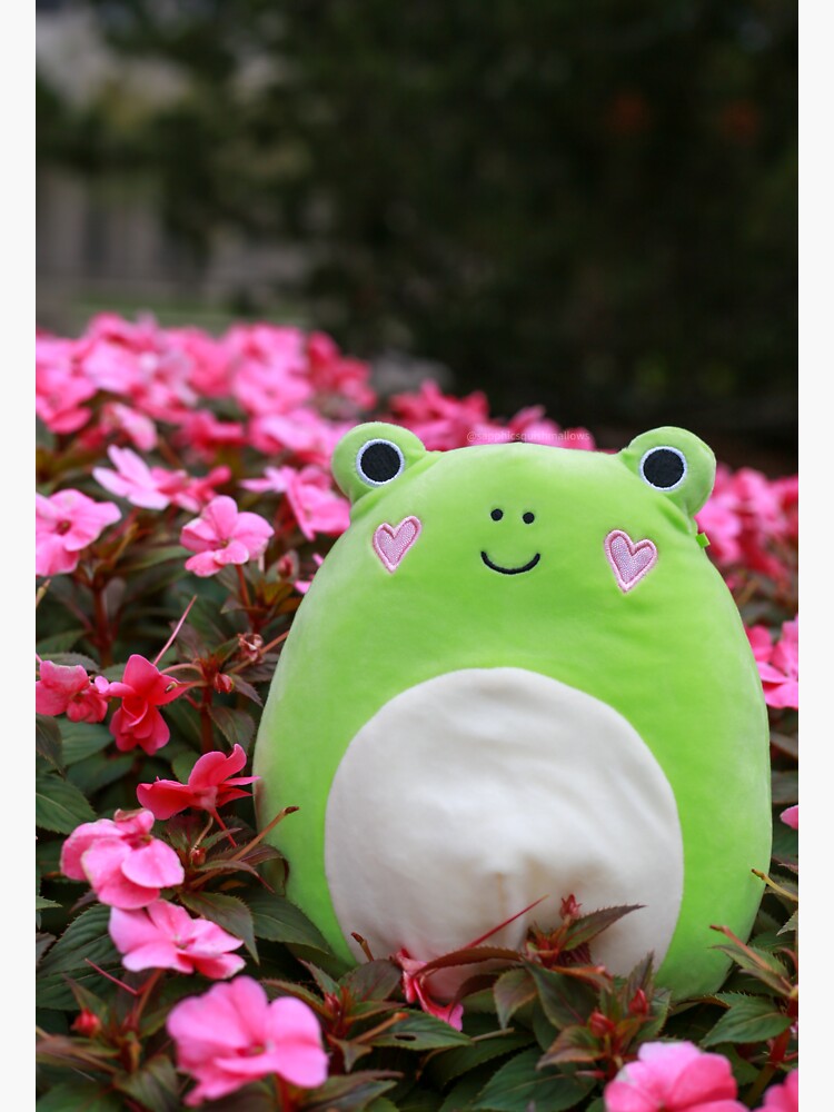 philippe frog squishmallow