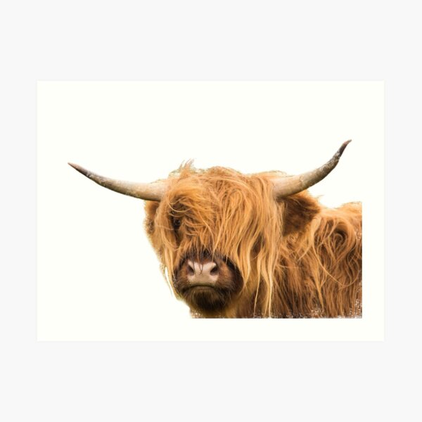 Highland Cow in Colour Art Print