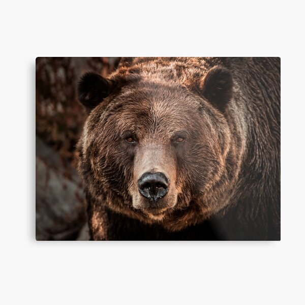 Grizzly Bear Close-Up Metal Print