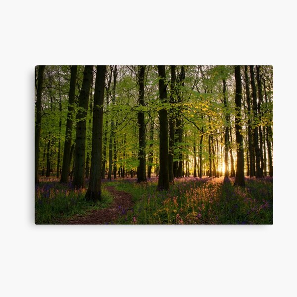 Pathway Through Sunset Bluebell Woods Canvas Print
