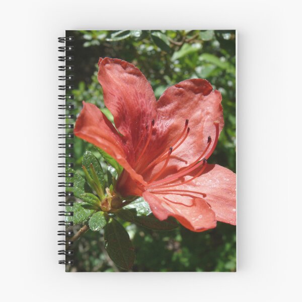 Item preview, Single Red Azalea designed and sold by Jack McCabe.