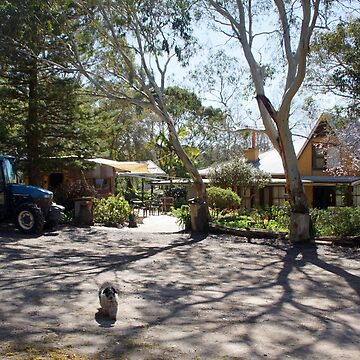 Artwork thumbnail, Magpie Springs - House Garden, Cellar door and Art Gallery by Avril Thomas by MagpieSprings
