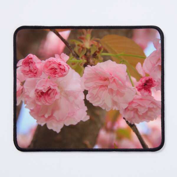 Item preview, Kwanzan Flowering CherryTree designed and sold by RoseC.