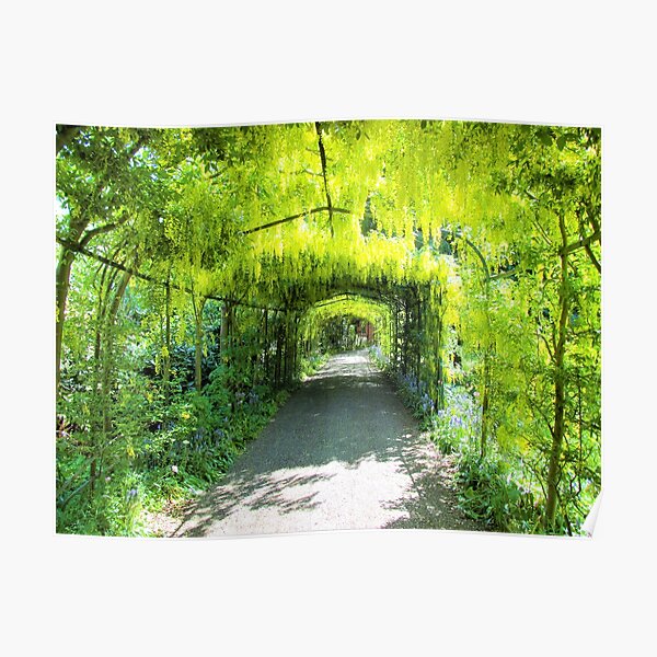 Laburnum trees photograph Poster