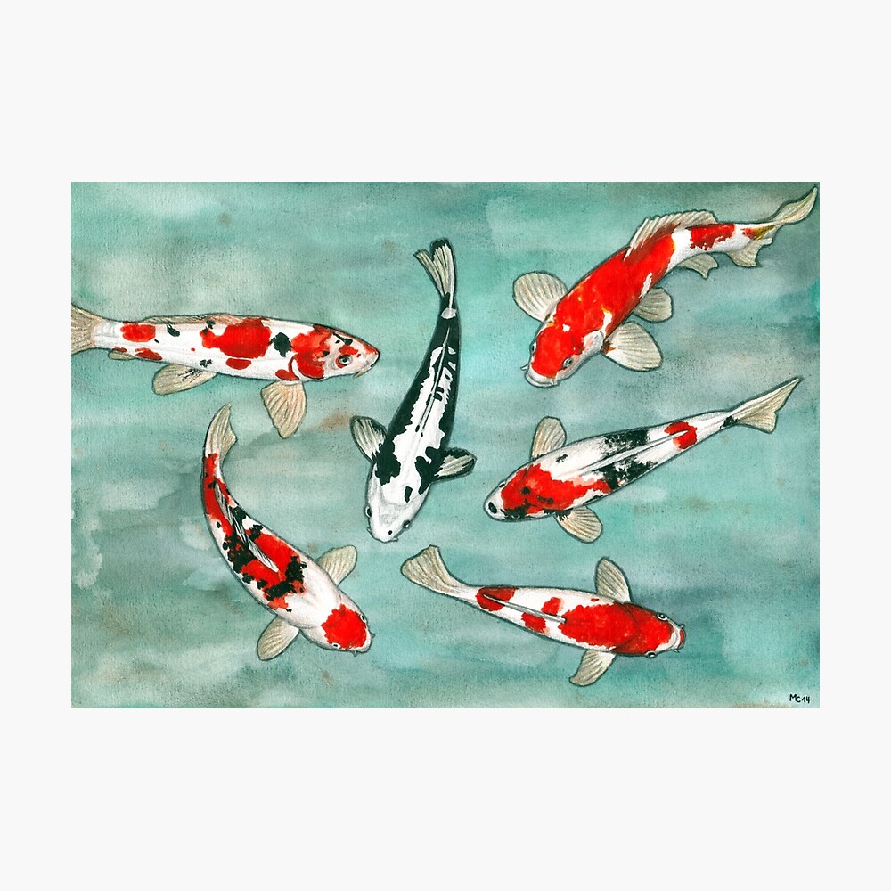 Poster Le Ballet Des Carpes Koi Par Savousepate Redbubble