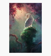 Barn Owl Photographic Print