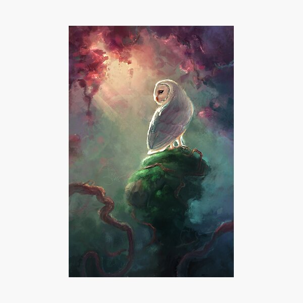 Barn Owl Photographic Print