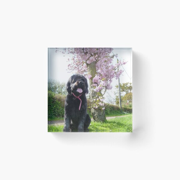 Item preview, Izzy under a blossom tree designed and sold by Vicki Spindler (VHS Photography).