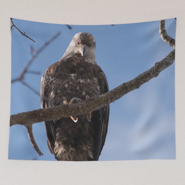 Item preview, Eagle Eye designed and sold by nancyjcreates.