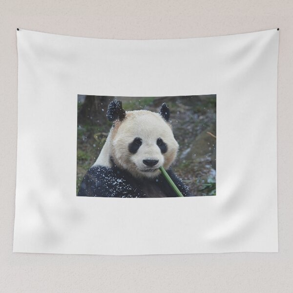 Item preview, Panda Yang Guang eating bamboo in the snow. designed and sold by Neil MacNeill.