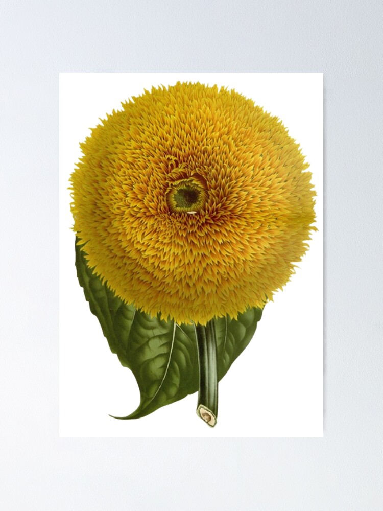 Póster «Girasol amarillo de California Helianthus  ,» de Vintage1952 | Redbubble