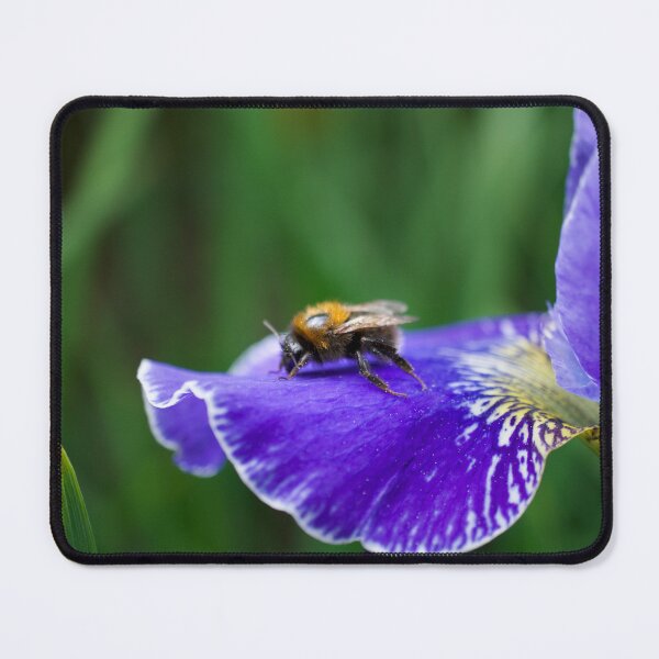 Item preview, Bee On Iris Flower designed and sold by Alisonchambers2.