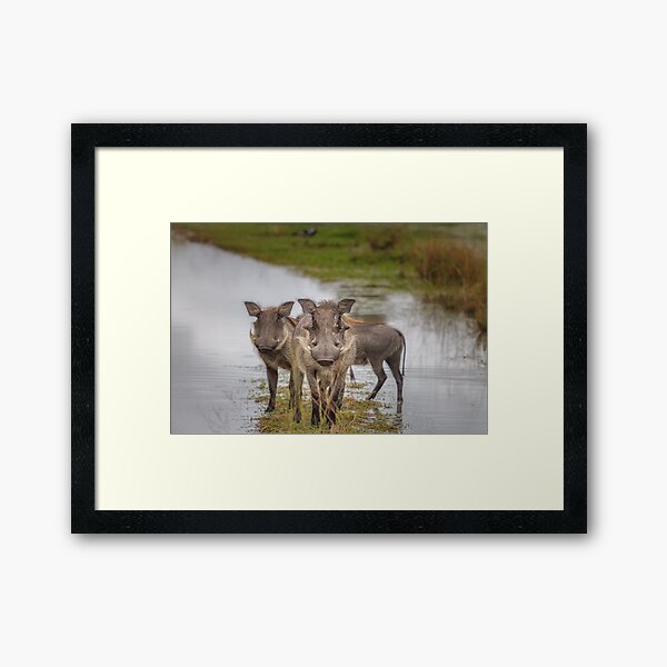 Warthog Island Framed Art Print
