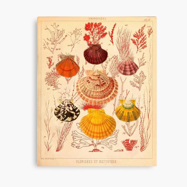 Illustration Seashells