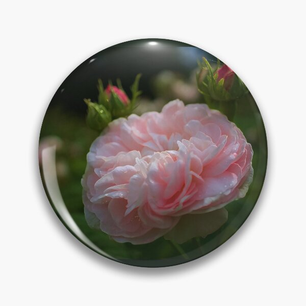 Item preview, Sunlit Rose designed and sold by Alisonchambers2.