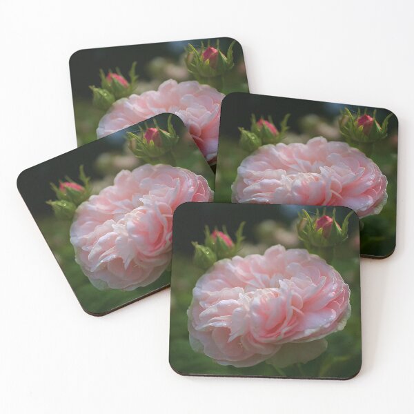 Item preview, Sunlit Rose designed and sold by Alisonchambers2.