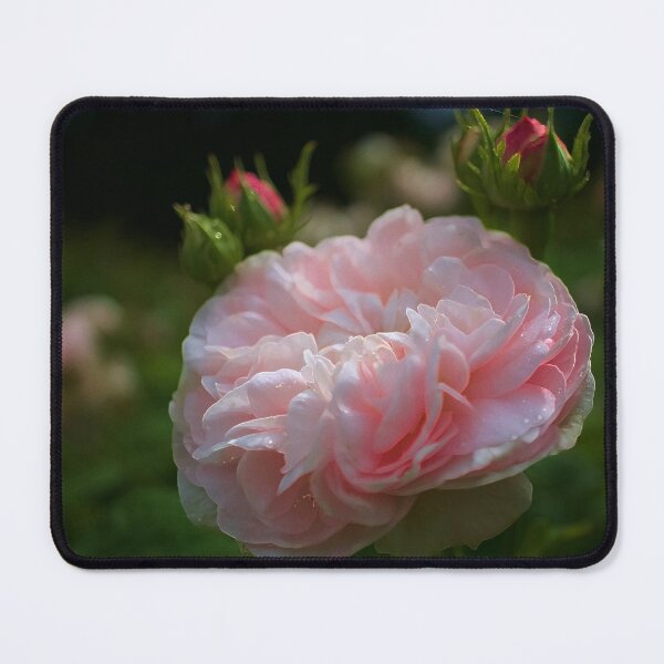 Item preview, Sunlit Rose designed and sold by Alisonchambers2.