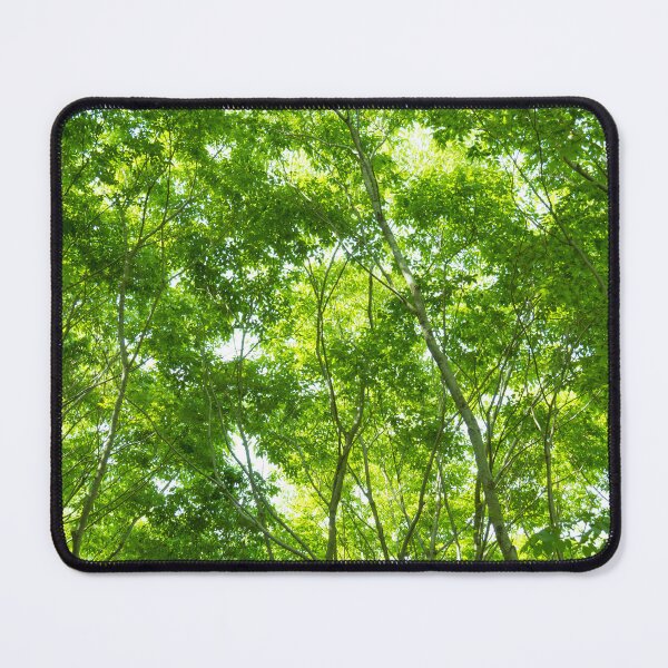 Item preview, New green leaves of a Japanese zelkova tree designed and sold by Masako Ogasawara.