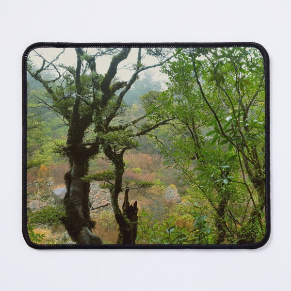 Item preview, Beautiful Peaceful Green Forest Trees Vista at Whakapapa Village designed and sold by CreateShape.