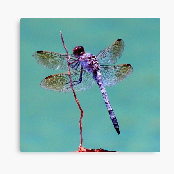 Dragonfly Dreaming Canvas Print