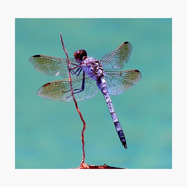 Dragonfly Dreaming Photographic Print