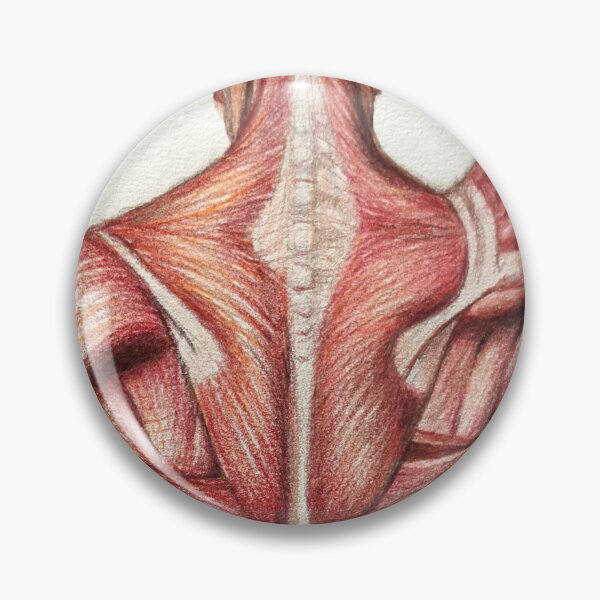 Item preview, anatomy designed and sold by Tereza Pilar  Art.