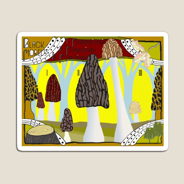Black Morels Magnet