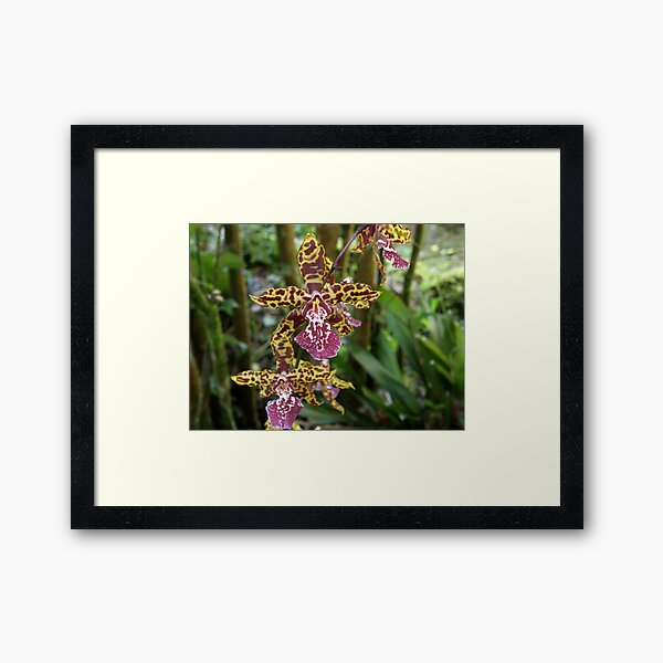 Oncidium Orchid Framed Art Print