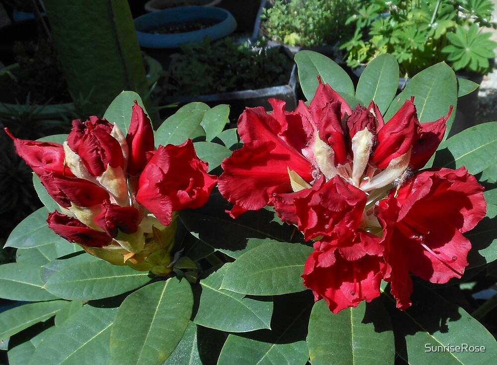 “Red Rhododendron Blossoms” by SunriseRose | Redbubble