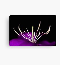 Tibouchina macro Canvas Print