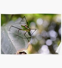 Insect Poster