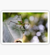 Insect Sticker