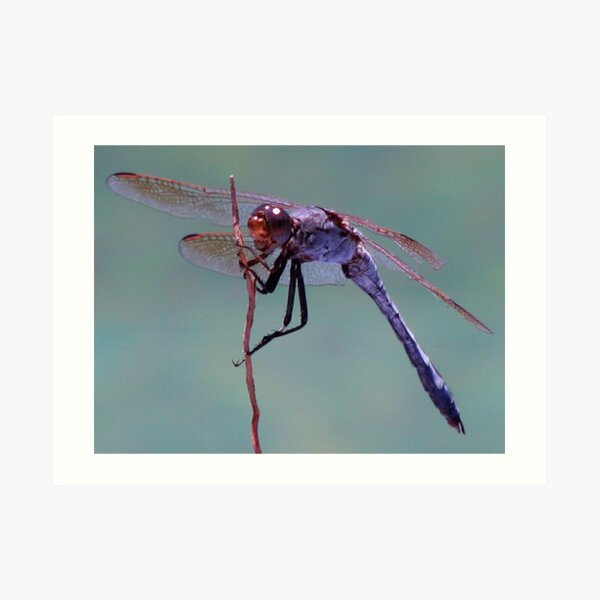 What A Dragon! Art Print