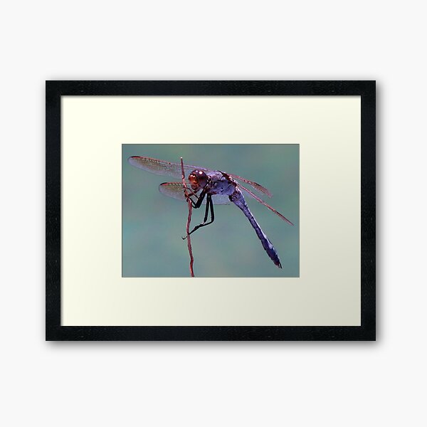 What A Dragon! Framed Art Print